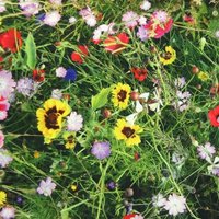 Dekostoff Digitaldruck Sommerblumen Bunt